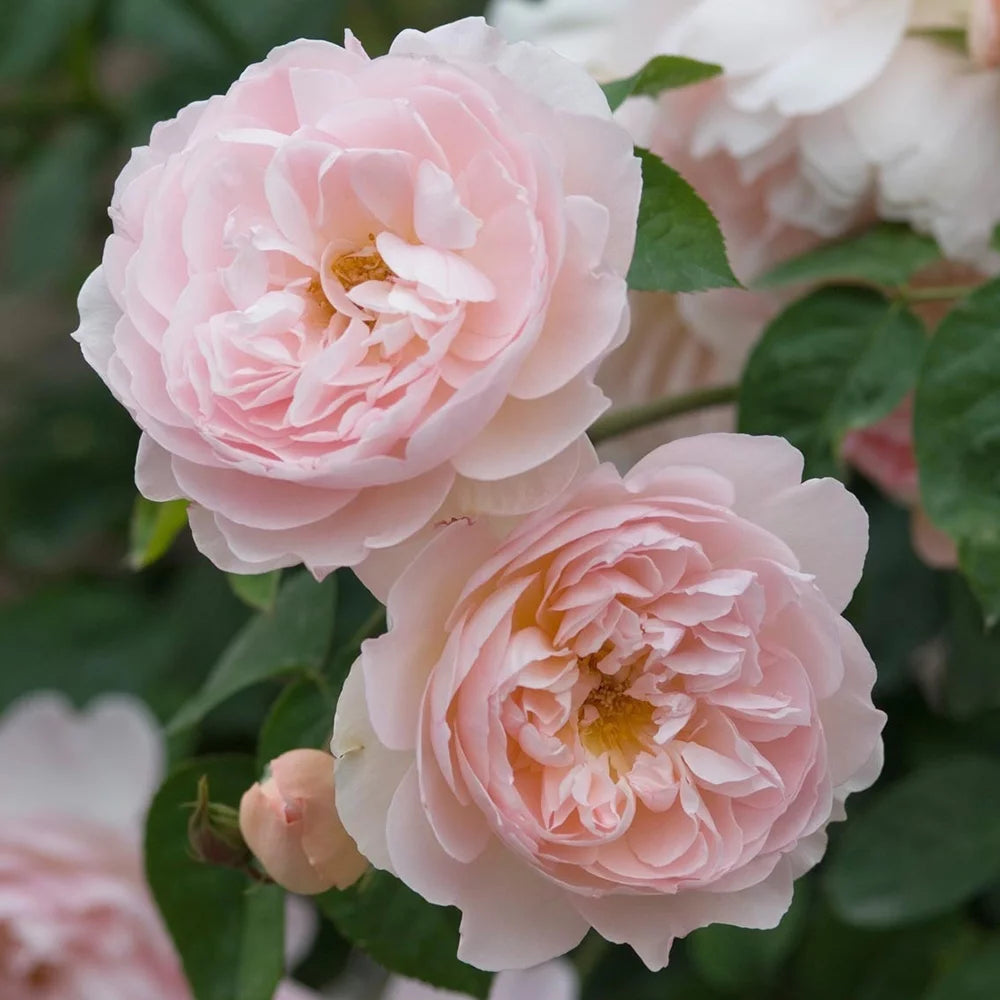 One Gallon Rose F38646