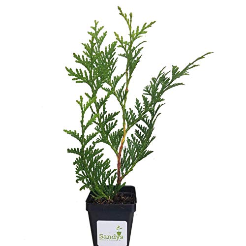 Green Giant Arborvitae Shrub L842487