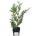 Green Giant Arborvitae Shrub L842487