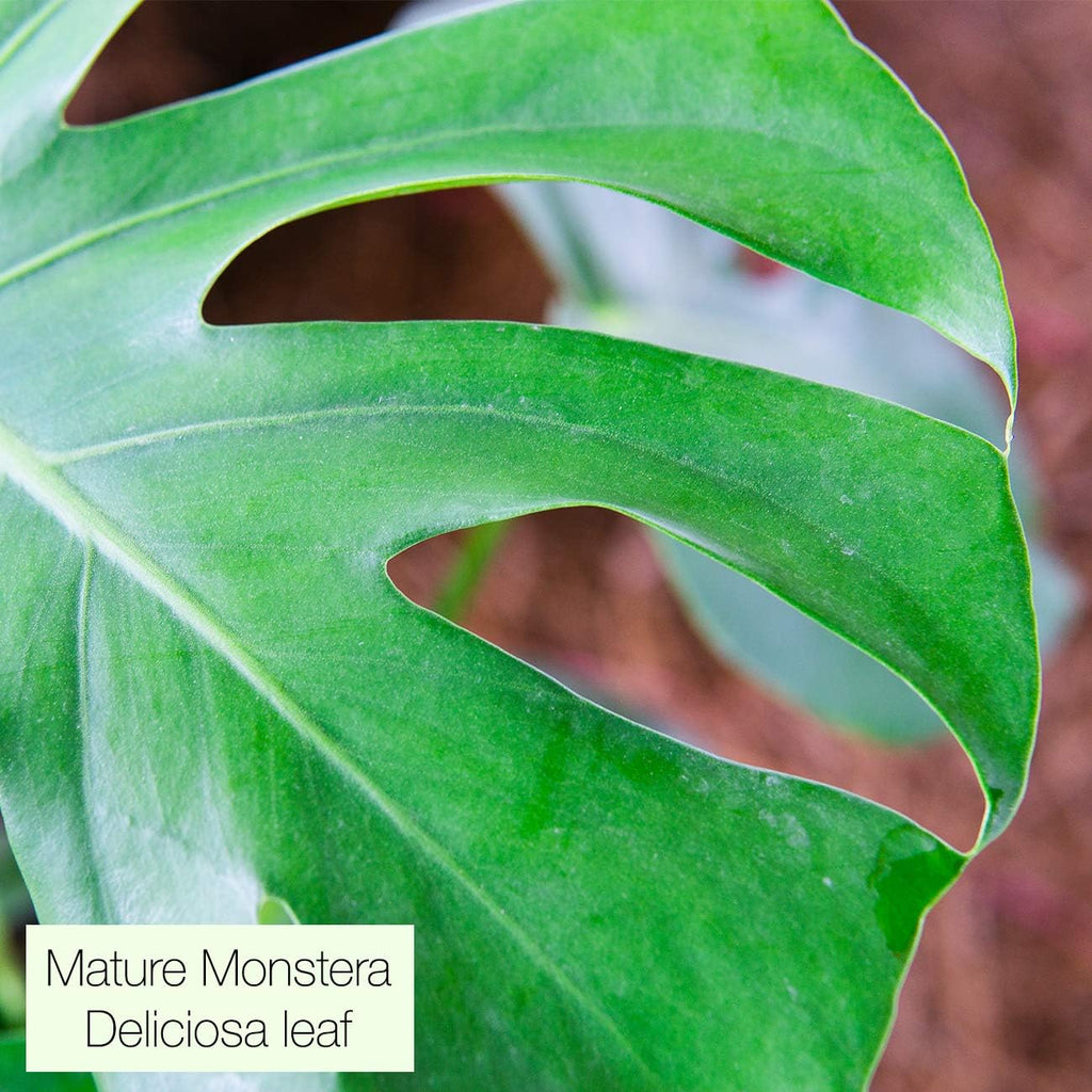Monstera Deliciosa in 6in. Grower's Pot Z386