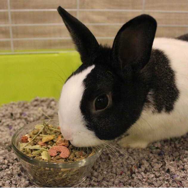 Adult Rabbit Food C5880