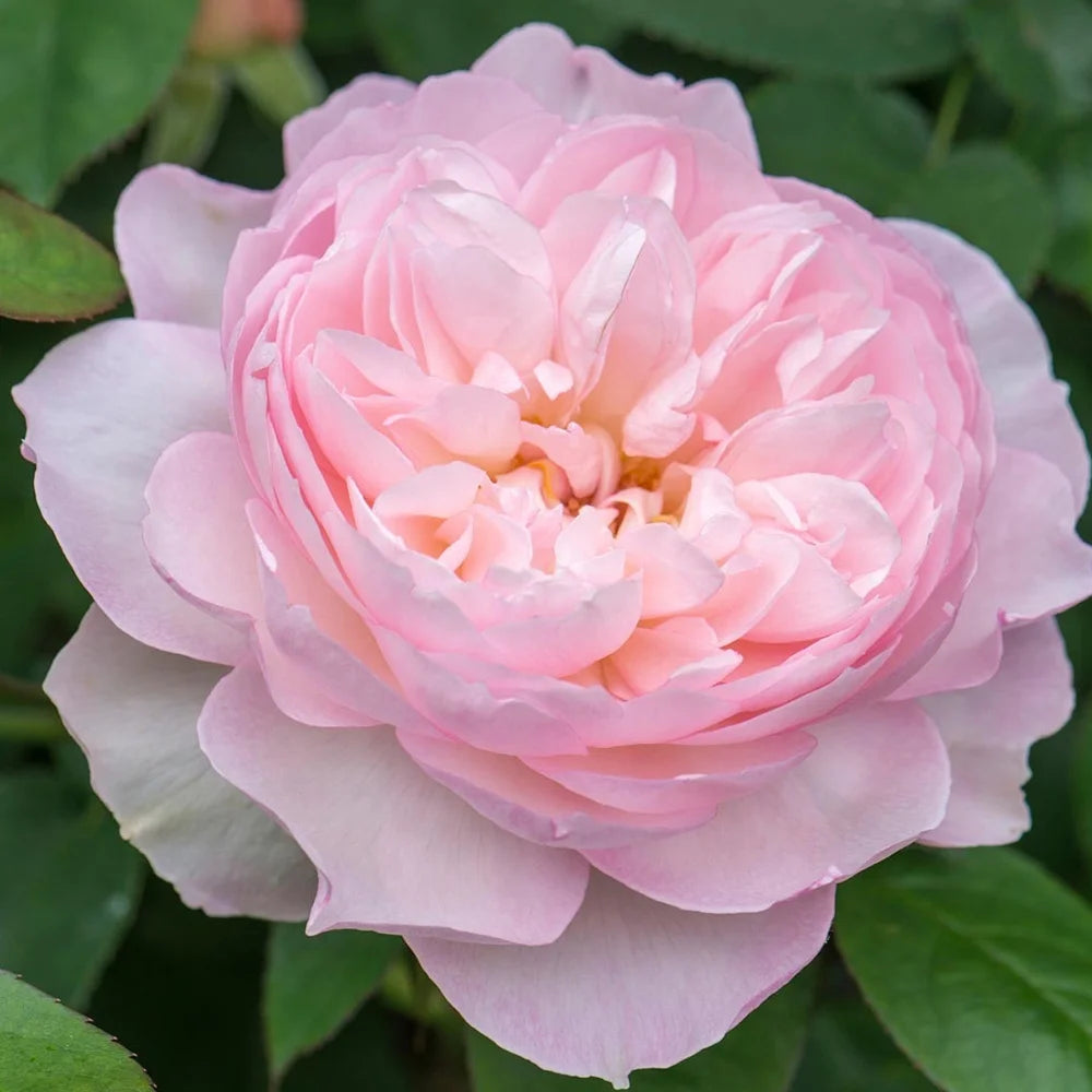 One Gallon Rose F38646