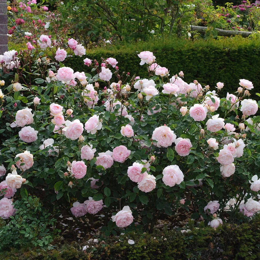 One Gallon Rose F38646