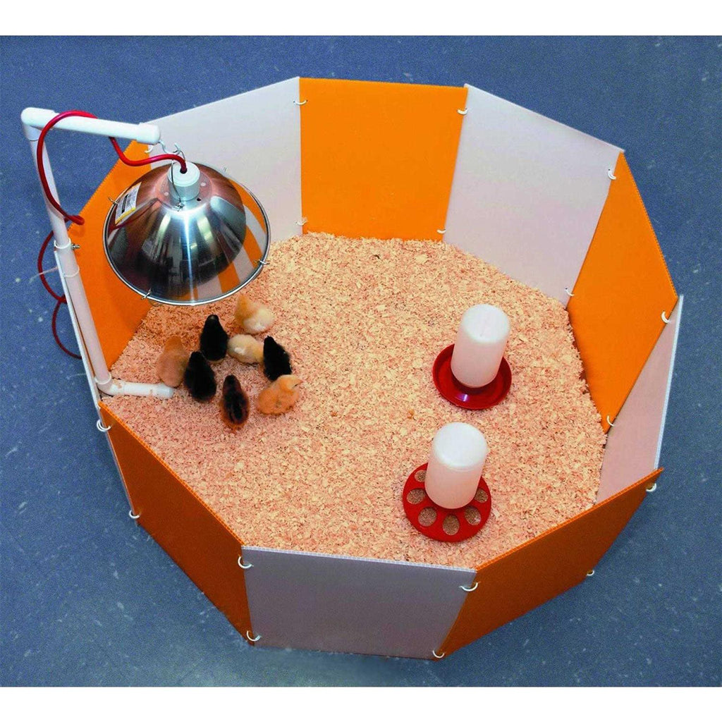 Baby Chick Starter Home Z943331