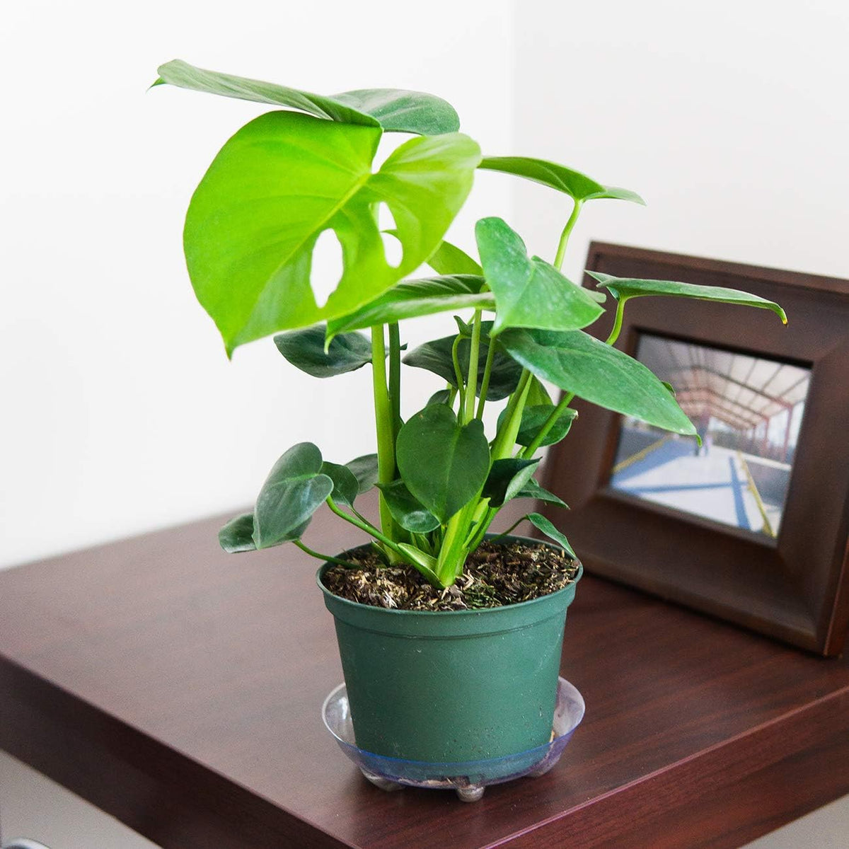 Monstera Deliciosa in 6in. Grower's Pot Z386