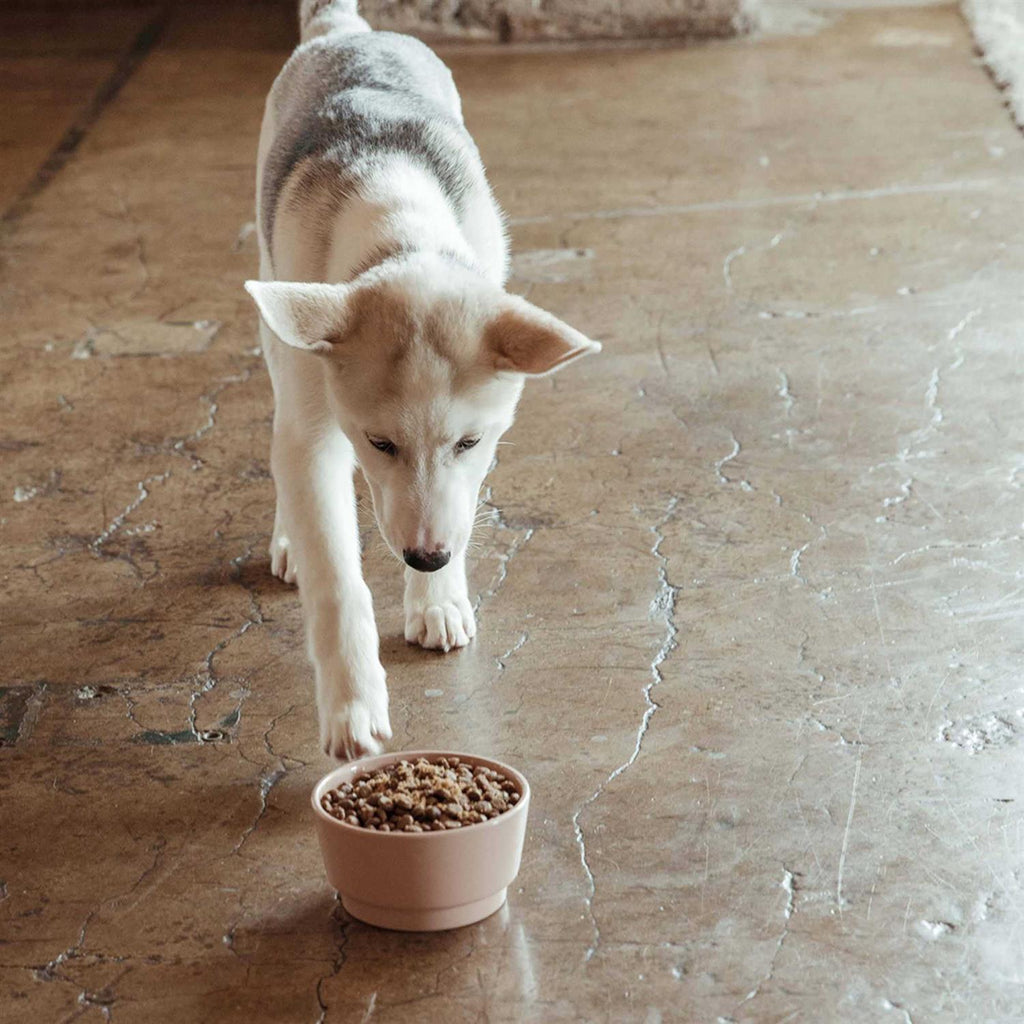 Salmon Brown Rice & Sweet Potato Dry Dog Food B31939