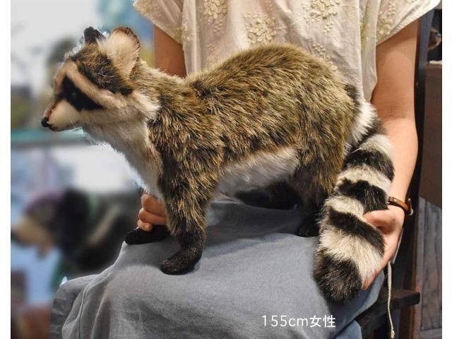 Standing Racoon Plush V50445