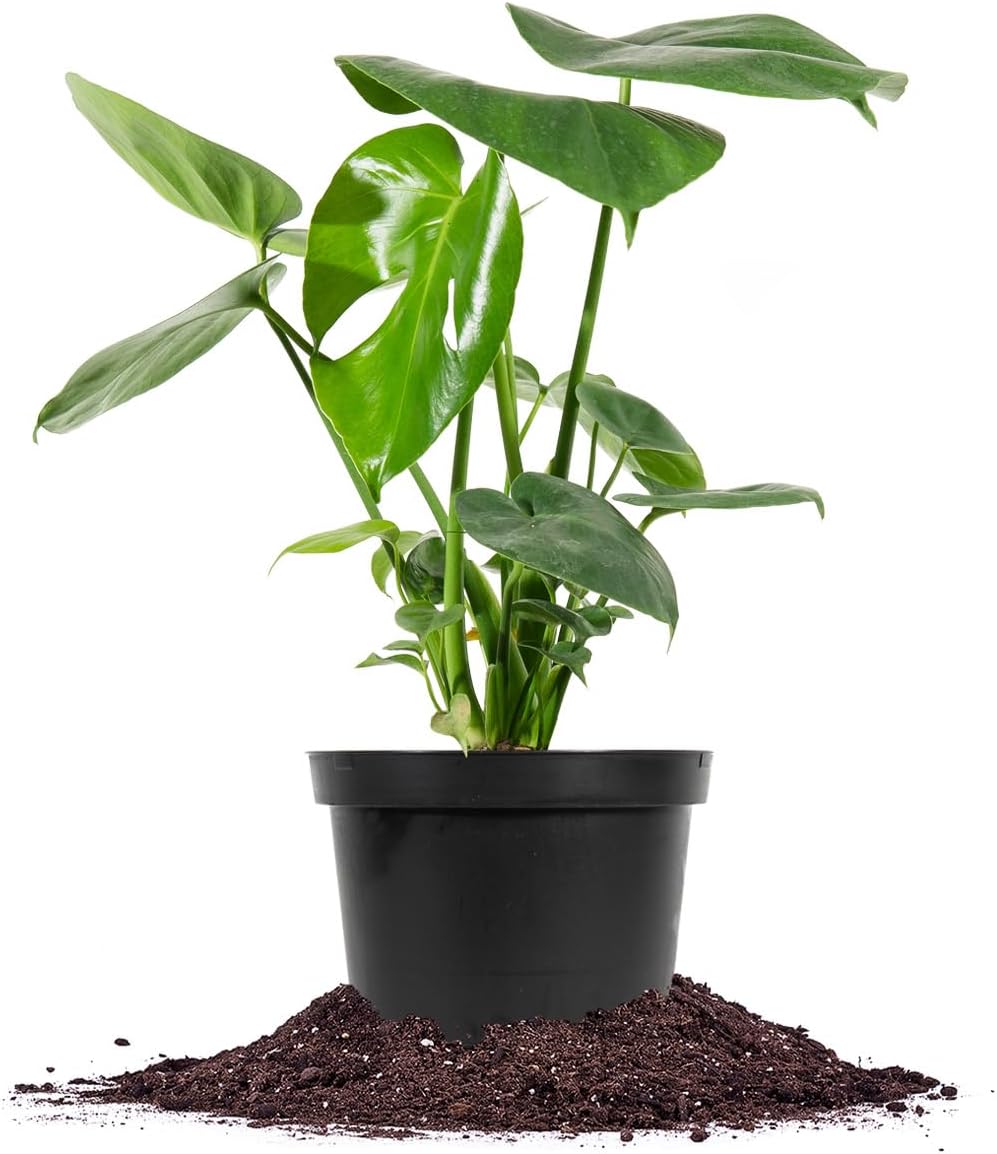 Monstera Deliciosa in 6in. Grower's Pot Z386