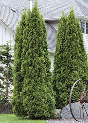 Green Giant Arborvitae Shrub L842487