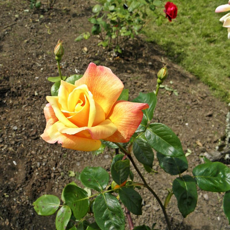 Rose Plant Live D6079