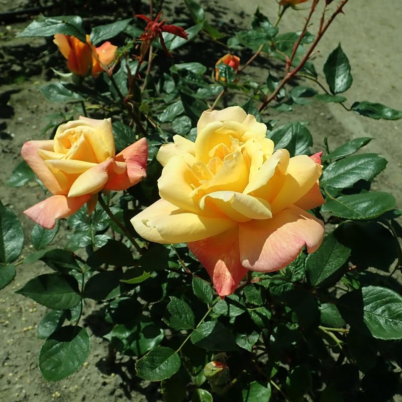 Rose Plant Live D6079