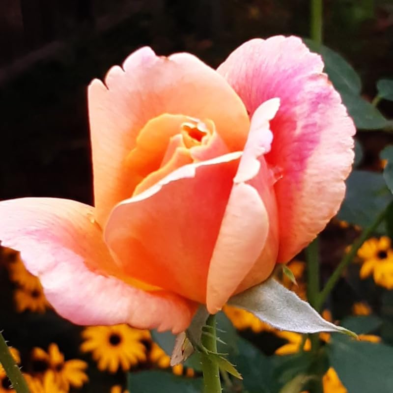 Rose Plant Live D6079