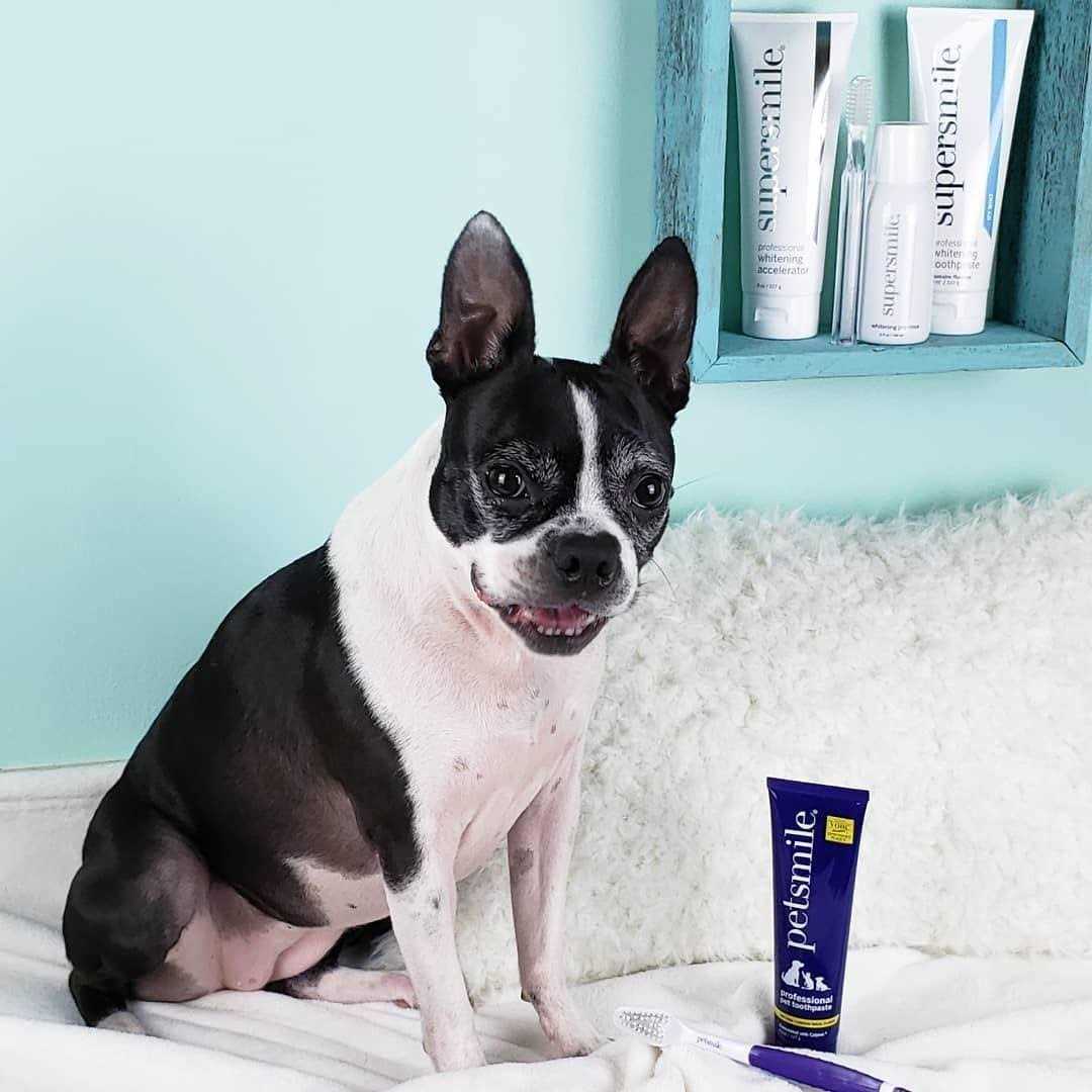 Dog Toothpaste J732570