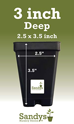 Green Giant Arborvitae Shrub L842487
