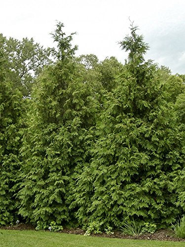 Green Giant Arborvitae Shrub L842487