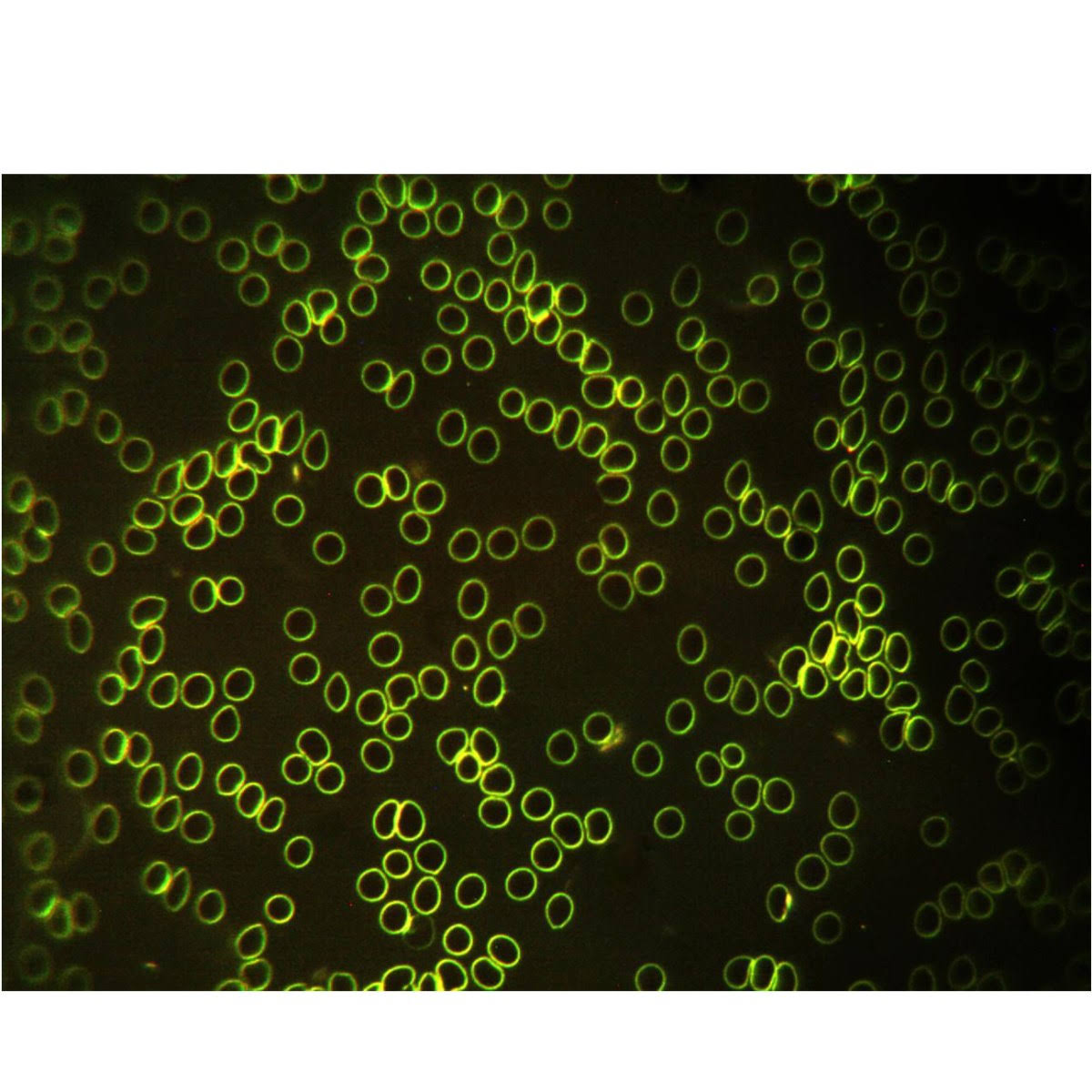 Binocular Compound Microscope with LED Light and 3MP Camera C8576