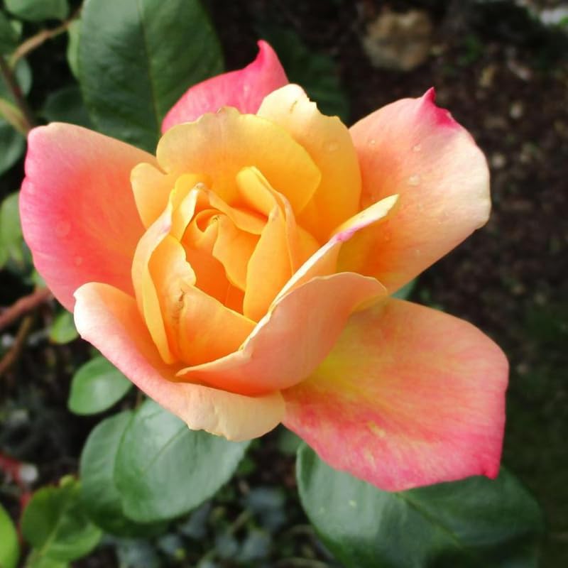 Rose Plant Live D6079