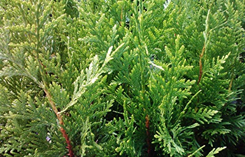 Green Giant Arborvitae Shrub L842487