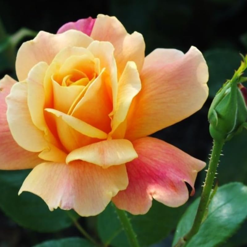 Rose Plant Live D6079
