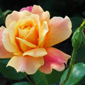 Rose Plant Live D6079