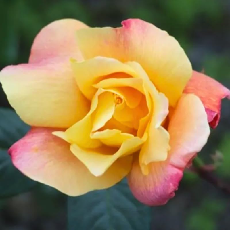 Rose Plant Live D6079