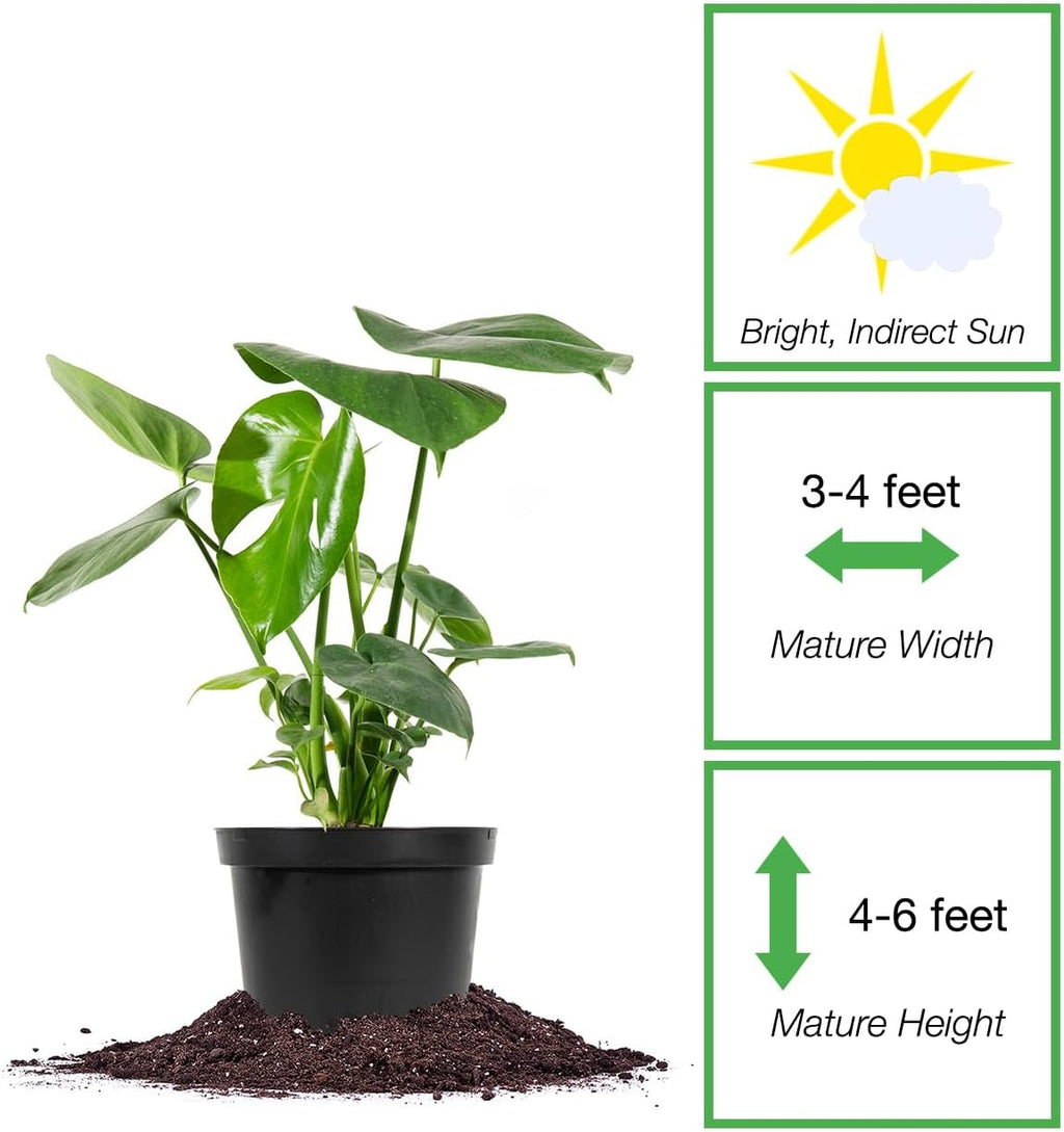 Monstera Deliciosa in 6in. Grower's Pot Z386