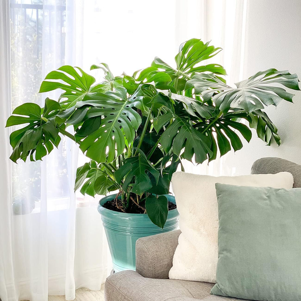 Monstera Deliciosa in 6in. Grower's Pot Z386