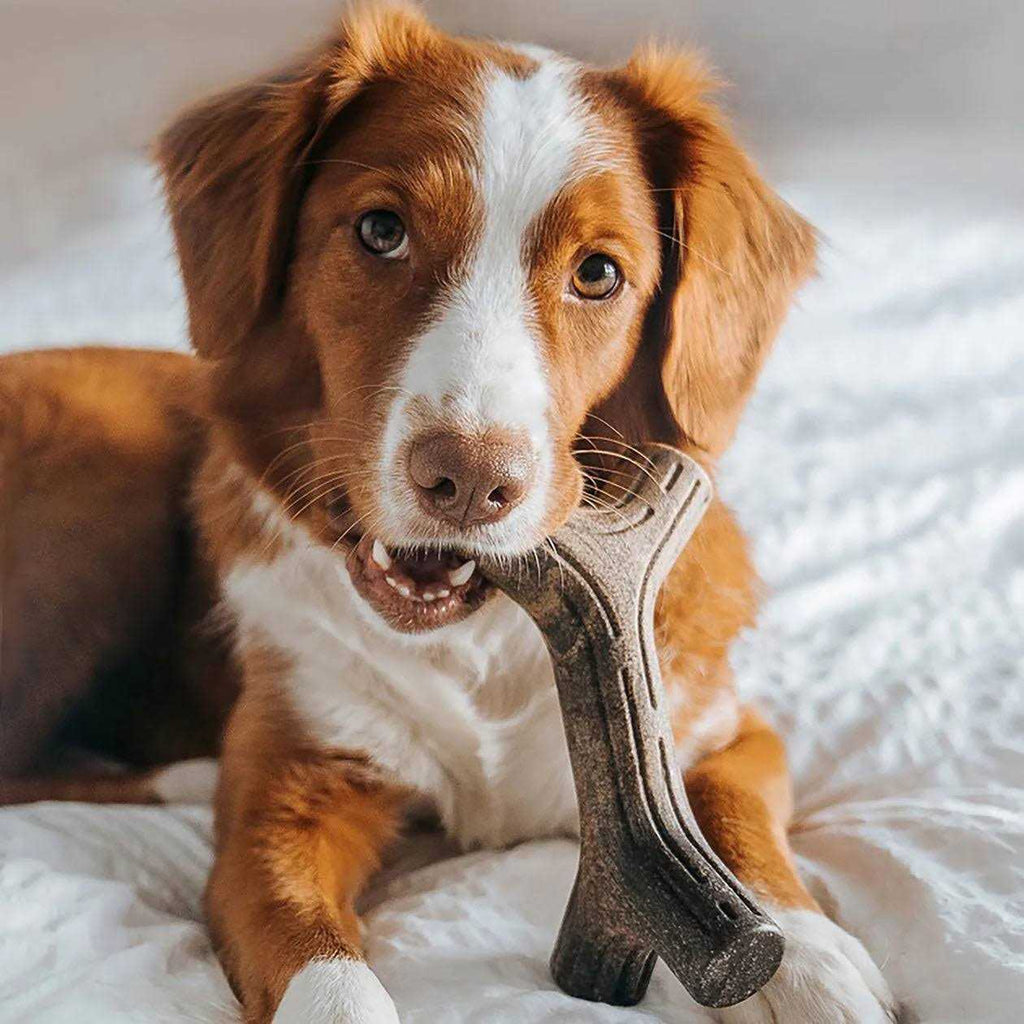 Dog Chew B870014